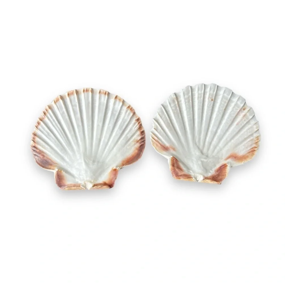 Irish Flat Seashells